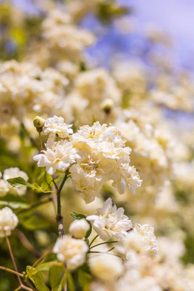 İlkbaharda çiçek açan Lady Banks 'in (Rosa banksiae) yakın çekimi