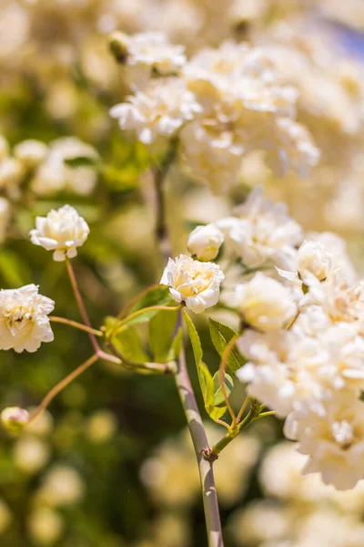 Крупный План Розы Леди Бэнкс Rosa Banksiae Цвету Весной — стоковое фото
