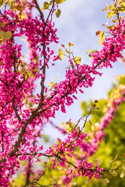İlkbaharda açan Yehuda ağacının (Cercis silikastrum) yakın çekimi