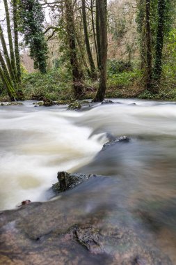 La Fosse Arthour 'un kalbinde nehir (Normandiya, Fransa)