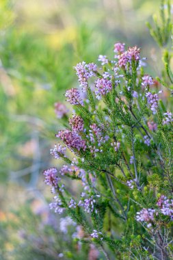 Çiçek açmış bir fundaya yakın plan (Occitanie, Fransa)