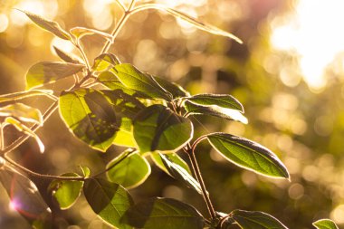 Ormanda güneşin aydınlattığı yeşil yaprakların damarlarına yakın çekim (Occitanie, Fransa)