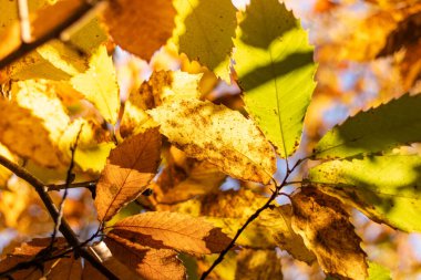Güneşin altındaki sonbahar renklerinde bir ağaç yaprağının üzerini su damlalarıyla kapatın (Cvennes, Fransa)
