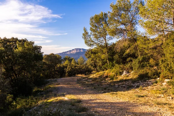 View Hortus Mountain Vegetation Scrubland Occitanie France — Stock Photo, Image