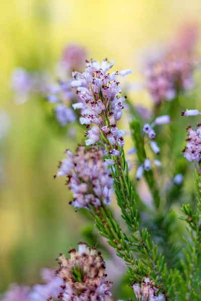 Close Heather Bloom Occitanie France — Stock Photo, Image