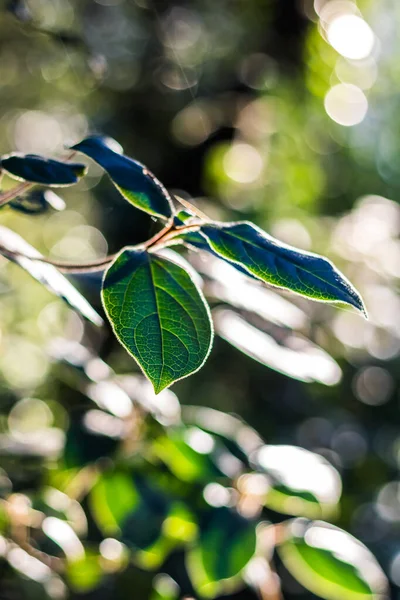 Primer Plano Sobre Las Venas Hojas Verdes Iluminadas Por Sol — Foto de Stock