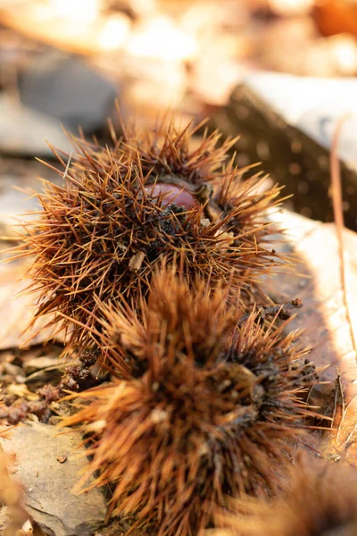 Primer Plano Sobre Brote Que Contiene Castañas Otoño Las Cevennes —  Fotos de Stock