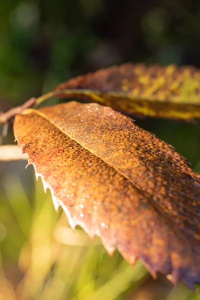 Primer Plano Una Hoja Árbol Colores Otoñales Bajo Sol Con — Foto de Stock