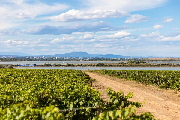 Maguelone Yarımadasının Üzüm Bağlarından Pic Saint Loup Etang Arnel Manzarası — Stok fotoğraf