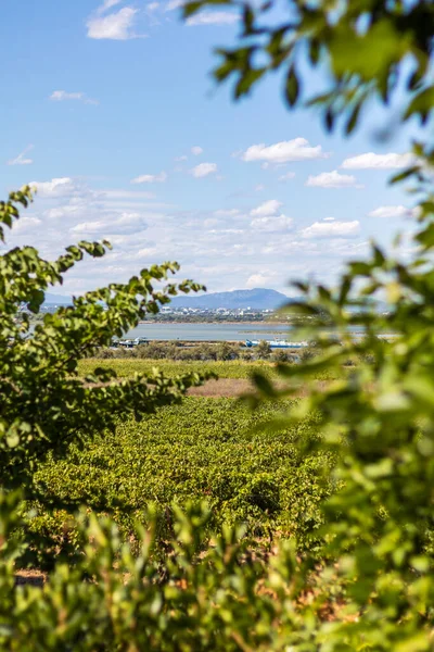 Widok Pic Saint Loup Etang Arnel Winnic Półwyspie Maguelone Occitanie — Zdjęcie stockowe