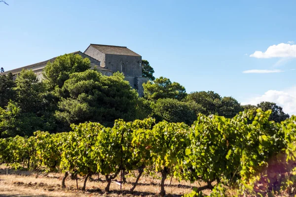 Katedra Maguelone Jej Winnica Occitanie Francja — Zdjęcie stockowe