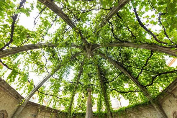 Fountain Covered Dome Vine Cloister Abbey Valmagne Occitanie France — Stock Photo, Image