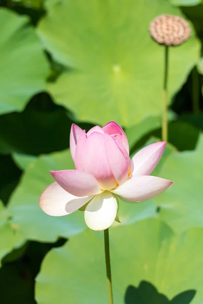 Primer Plano Una Flor Loto Rosa Jardín Des Plantes Montpellier — Foto de Stock