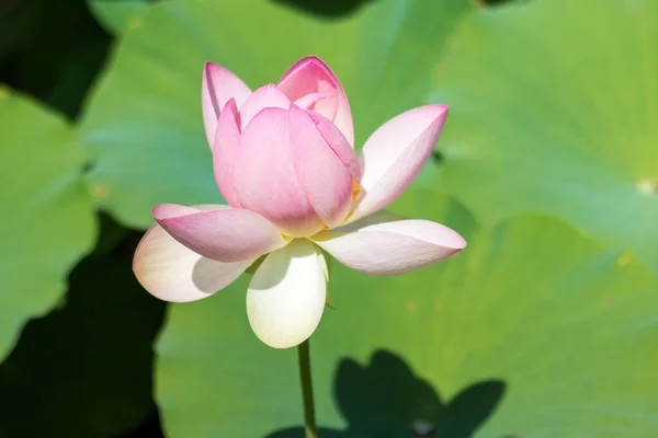 Primer Plano Una Flor Loto Rosa Jardín Des Plantes Montpellier — Foto de Stock