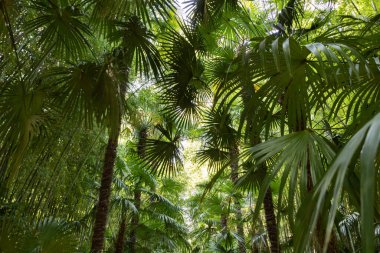 Anduze bambu koruluğunda palmiye ve bambu geçidi (Occitanie, Fransa)