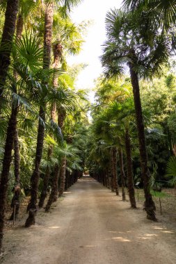 Anduze bambu koruluğunda palmiye ve bambu geçidi (Occitanie, Fransa)