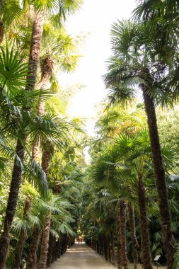 Anduze bambu koruluğunda palmiye ve bambu geçidi (Occitanie, Fransa)