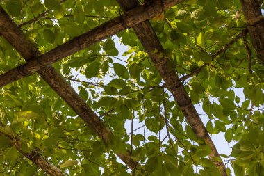 Kalın yeşil yapraklarla kaplı Pergola