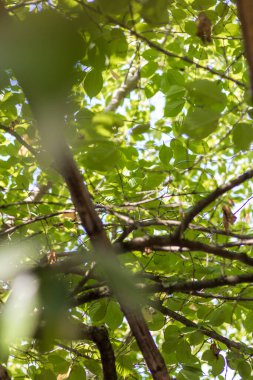 Kalın yeşil yapraklarla kaplı Pergola