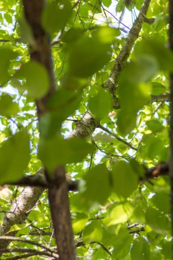 Kalın yeşil yapraklarla kaplı Pergola
