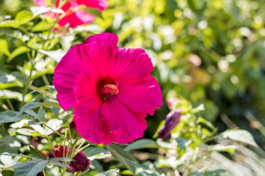 Fuşya çiçeğinin başı.