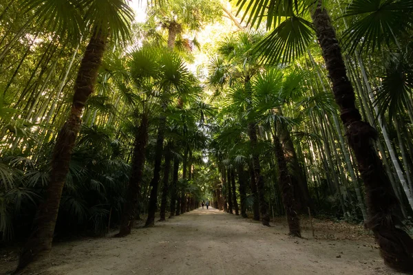 Palmboom Bamboe Steeg Het Anduze Bamboe Bos Occitanie Frankrijk — Stockfoto