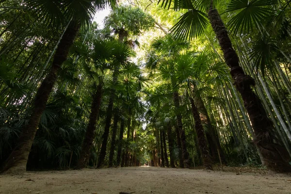 Palmboom Bamboe Steeg Het Anduze Bamboe Bos Occitanie Frankrijk — Stockfoto