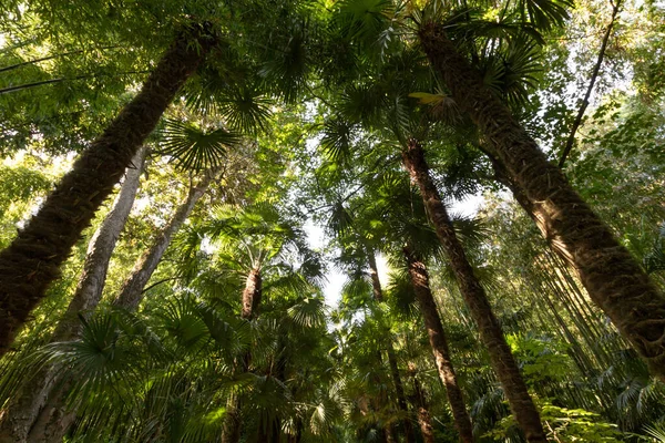 Palmboom Bamboe Steeg Het Anduze Bamboe Bos Occitanie Frankrijk — Stockfoto