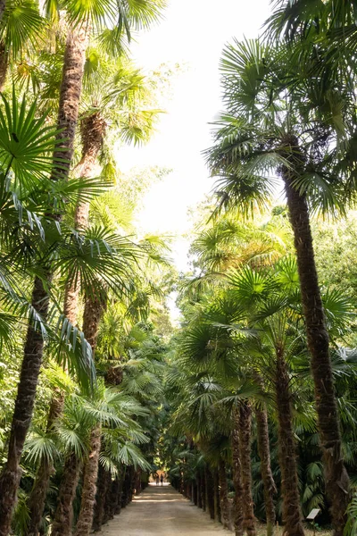 Anduze bambu koruluğunda palmiye ve bambu geçidi (Occitanie, Fransa)