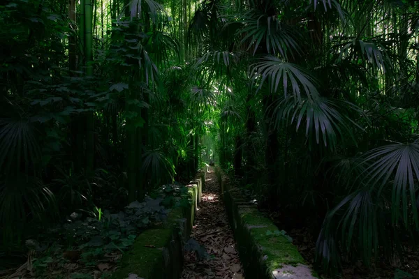 Bambuların ortasında küçük sulama kanalları ve Anduze bambu koruluklarında palmiye ağaçları (Occitanie, Fransa)