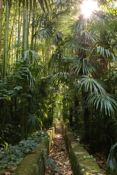Kleine Irrigatiekanaal Het Midden Van Bamboe Palmbomen Bij Bamboe Bossen — Stockfoto