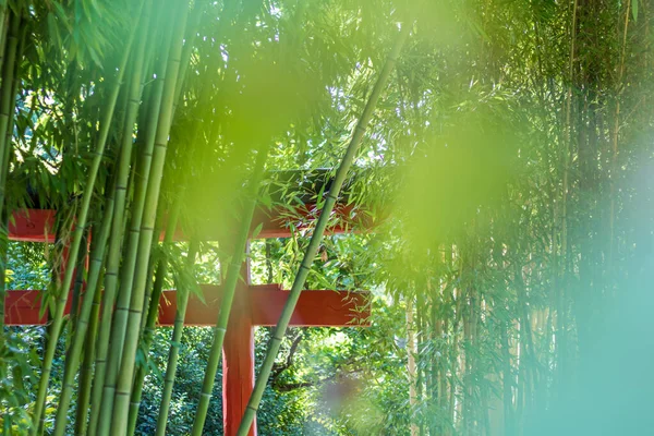 Japanse Torii Midden Een Bamboebos Het Hart Van Cevennen Het — Stockfoto