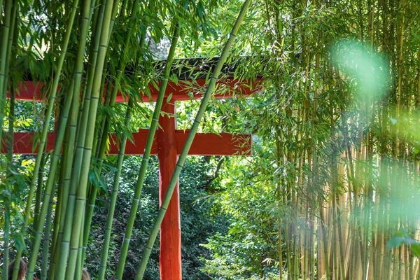 Torii Japonês Meio Uma Floresta Bambu Coração Dos Cevennes Bosque — Fotografia de Stock