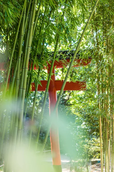 Japanse Torii Midden Een Bamboebos Het Hart Van Cevennen Het — Stockfoto