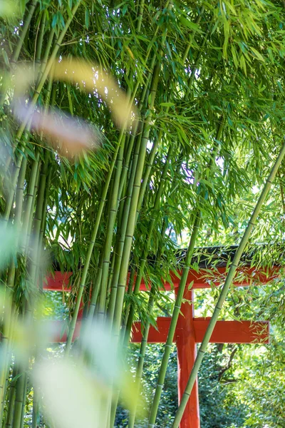 Torii Japonês Meio Uma Floresta Bambu Coração Dos Cevennes Bosque — Fotografia de Stock