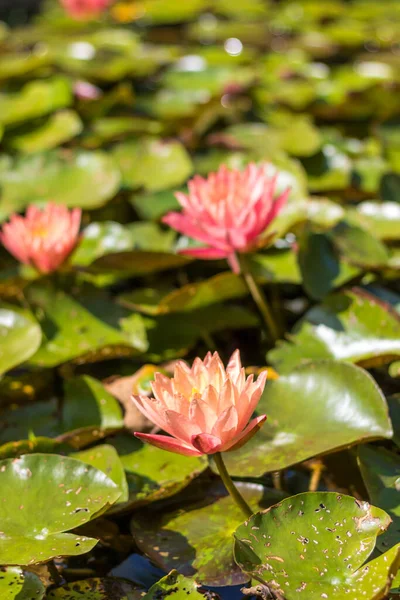 Flor Lirio Agua Nymphaea Cynthia Ann Bosque Bambú Anduze Occitanie — Foto de Stock