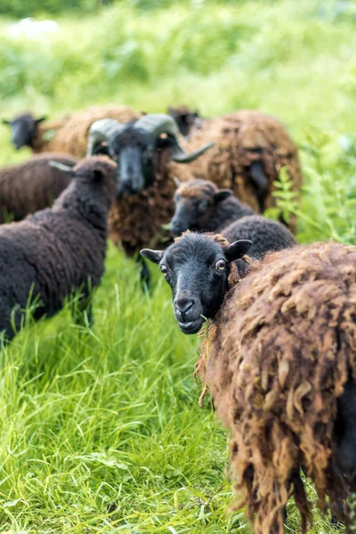 Black sheep grazing in a meadow of tall green grass (Normandy, France)