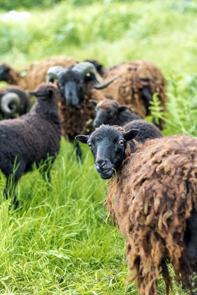 Schwarze Schafe Weiden Auf Einer Wiese Mit Hohem Grünen Gras — Stockfoto