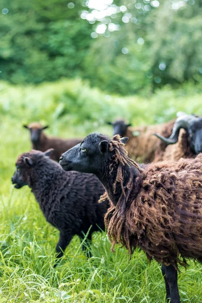 Schwarze Schafe Weiden Auf Einer Wiese Mit Hohem Grünen Gras — Stockfoto