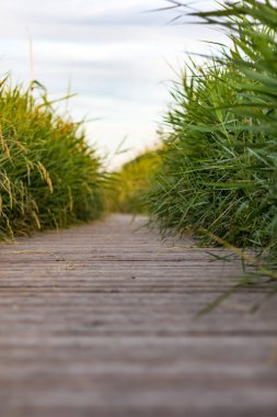 Aigues-Mortes (Occitanie, Fransa)