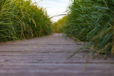 Aigues-Mortes (Occitanie, Fransa)