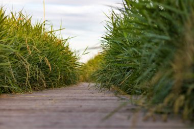 Aigues-Mortes (Occitanie, Fransa)