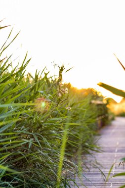 Aigues-Mortes (Occitanie, Fransa)