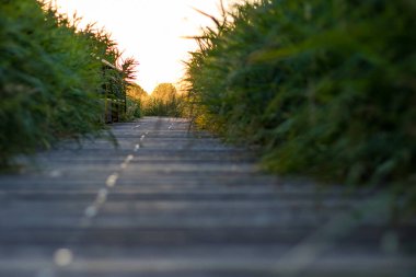Aigues-Mortes (Occitanie, Fransa)