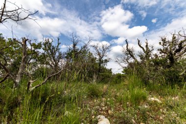 Corbes köyü yakınlarındaki Cevennes dağında ölü ağaçlar (Occitanie, Fransa)