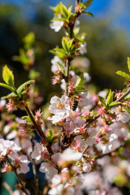 Montpellier Bitki Bahçesi 'nde (Occitanie, Fransa)