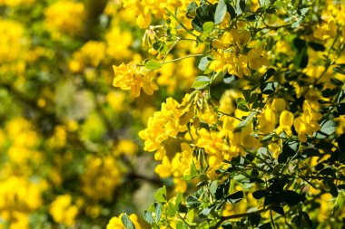 Baharda Montpellier Bitki Bahçesi 'nde küçük sarı çiçekler (Occitanie, Fransa)
