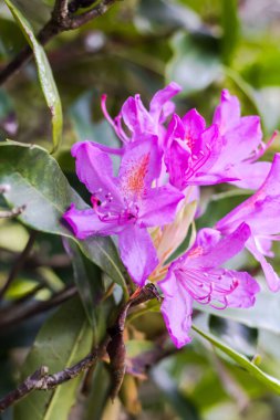 Mont de Cerisy-Belle-Etoile 'de Rhododendron çiçekleri (Normandiya)
