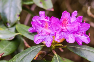 Mont de Cerisy-Belle-Etoile 'de Rhododendron çiçekleri (Normandiya)