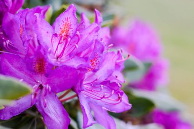 Mont de Cerisy-Belle-Etoile 'de Rhododendron çiçekleri (Normandiya)